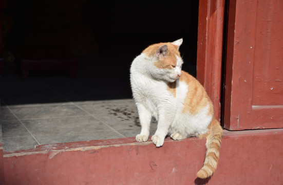 流浪猫