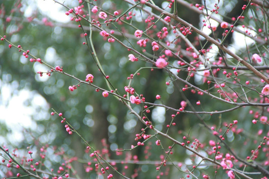 梅花