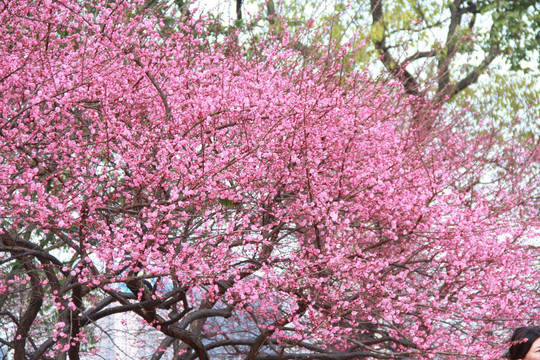 橘子洲梅花