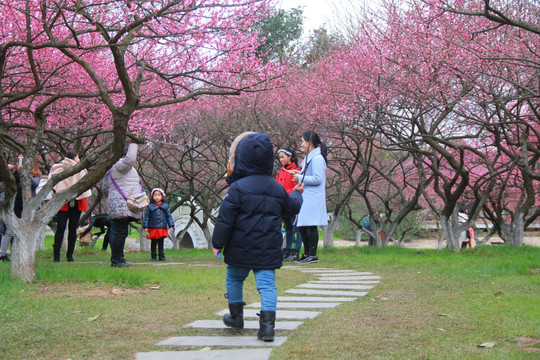 橘子洲赏梅花