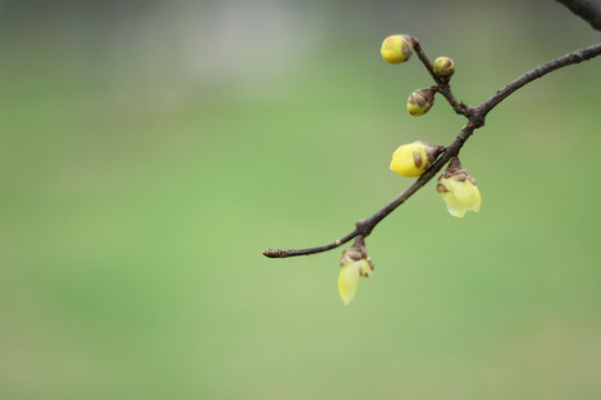 橘子洲腊梅