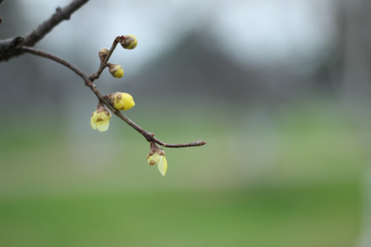 橘子洲腊梅