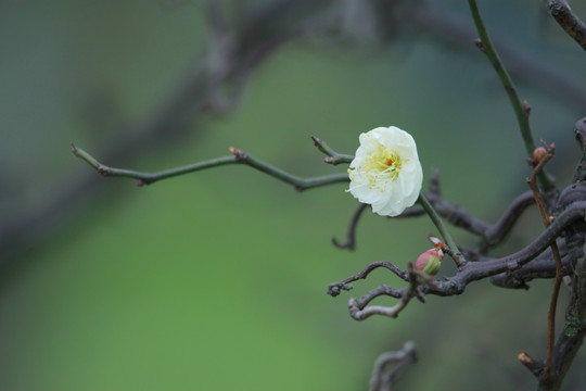 橘子洲梅花