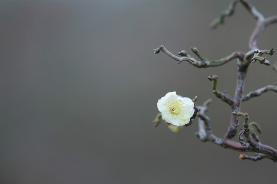 橘子洲梅花