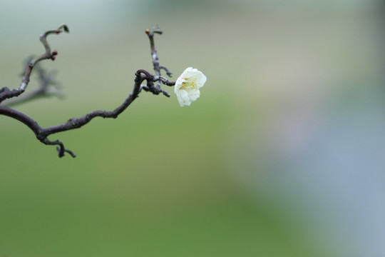 橘子洲梅花