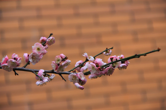 梅花红梅