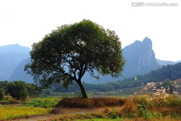 桂花树