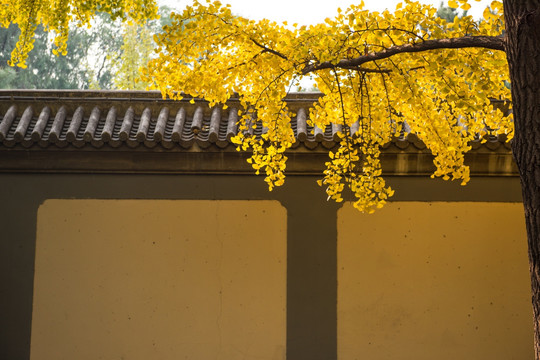 黄色的银杏叶 墙 秋天风景