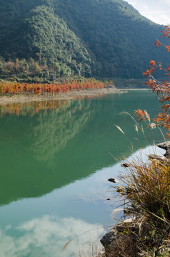 红杉林河流 美景