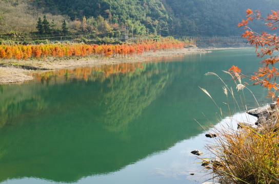 红杉林河流 美景