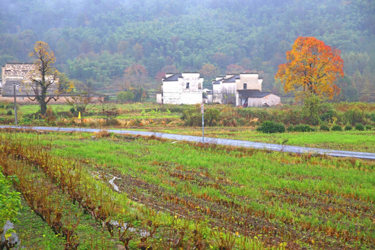 塔川秋色