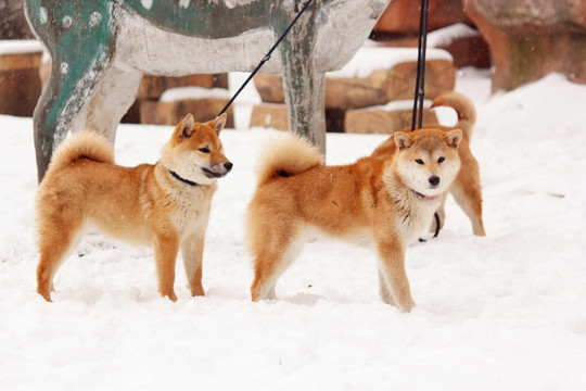 雪地柴犬