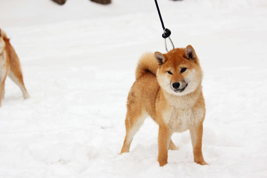 柴雪地犬