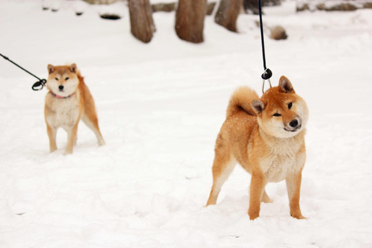 雪地柴犬