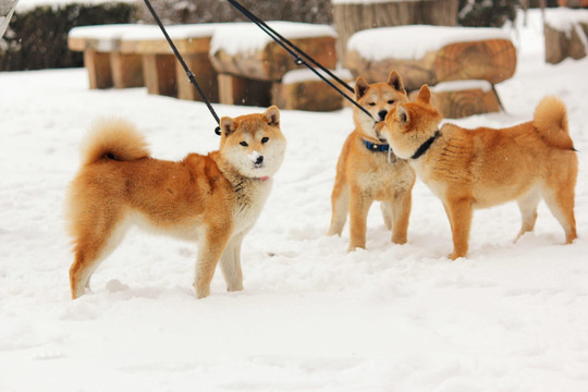 雪地柴犬