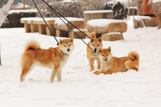 雪地柴犬