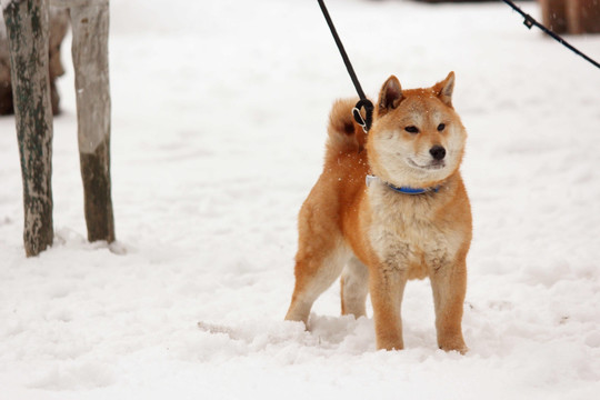 柴犬