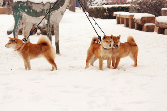 雪地柴犬