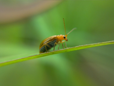 负泥虫