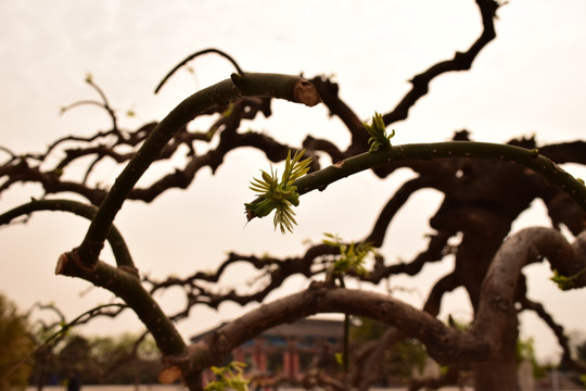 清明时节