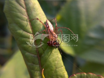 蜘蛛捕食