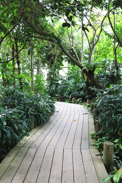 华南植物园之林道