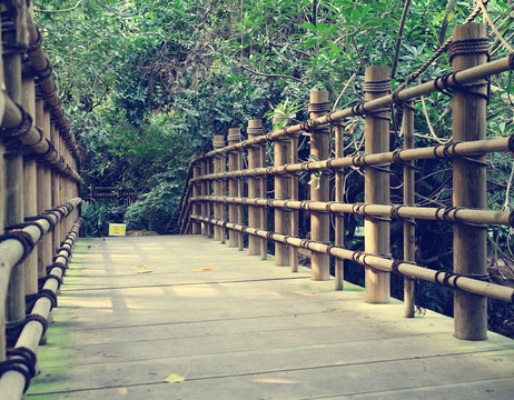 华南植物园之木桥