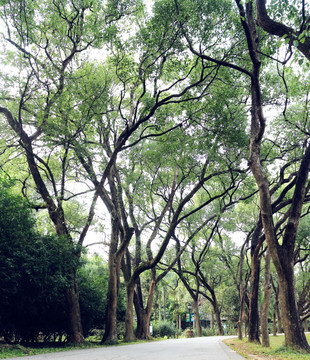 华南植物园之树林