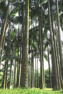 华南植物园之树林