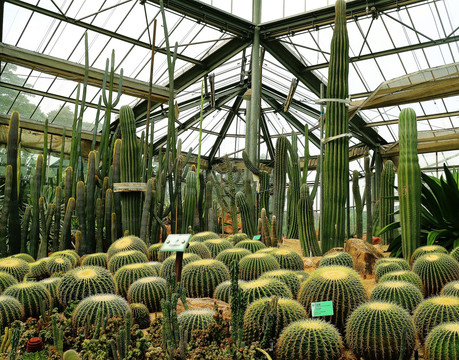 华南植物园之热带植物