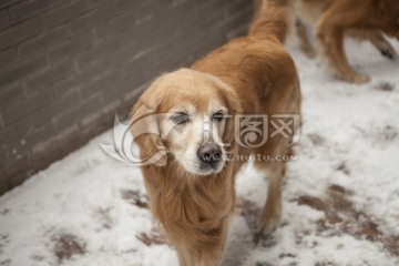 黄金猎犬