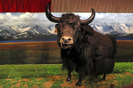 藏族牦牛标本