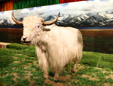 藏族牦牛标本