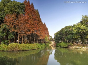 乌镇东栅 水杉林 溪流河道