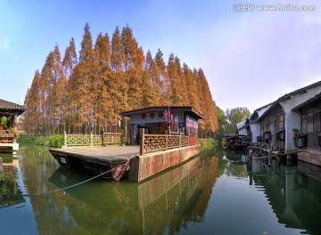 乌镇东栅 拳船 水杉树林全景