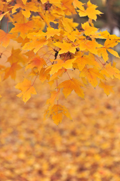 秋天树林 秋天风景