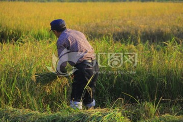 农民伯伯收割割禾稻谷