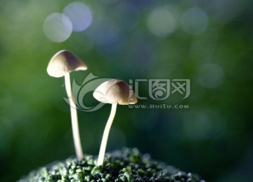 小蘑菇 菌类