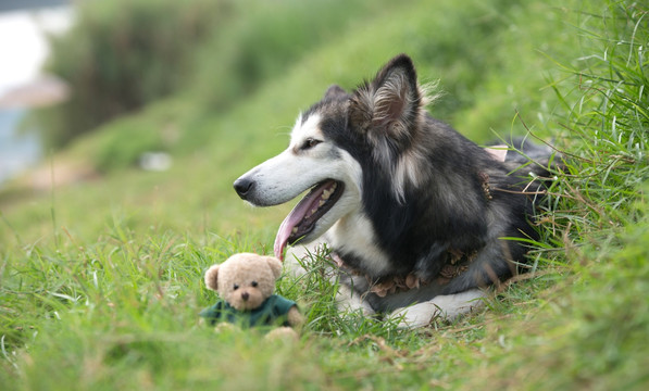 阿拉斯加犬