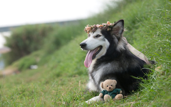 阿拉斯加犬