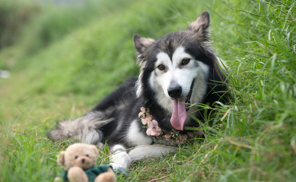 阿拉斯加犬