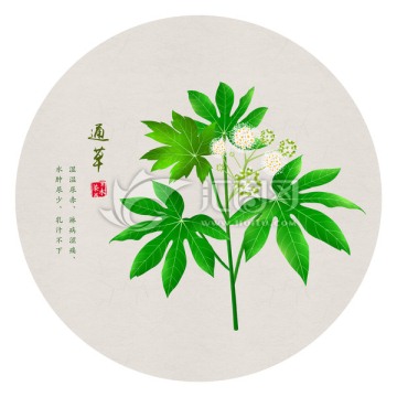 通草 手繪通草
