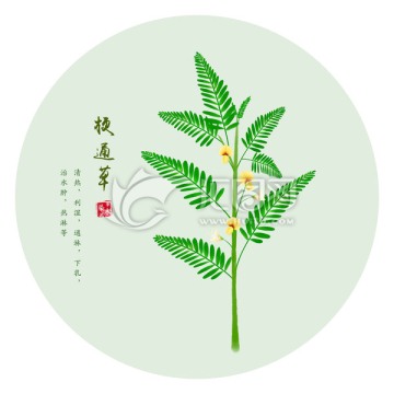 梗通草 手绘梗通草