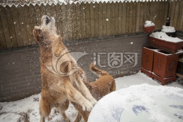 黄金猎犬