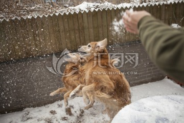 金毛寻回犬