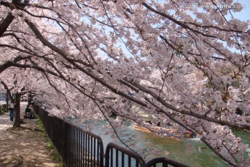 日本樱花