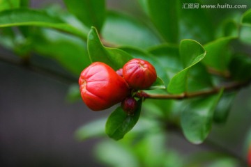 石榴花 花蕾