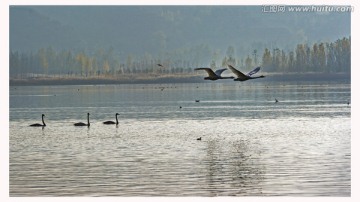 天鹅湖