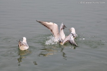 红嘴鸥