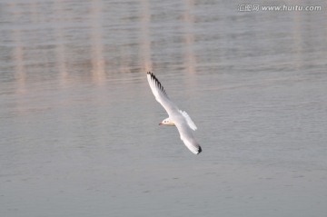 红嘴鸥